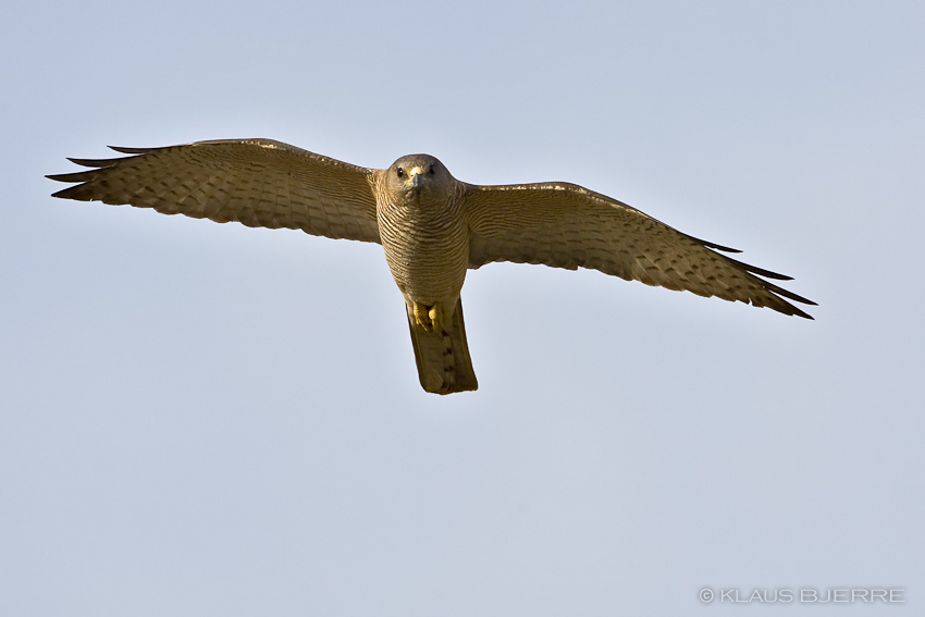 Levant Sparrowhawk_KBJ5493.jpg - Levant Sparrowhawk female  - Kibbutz Elot